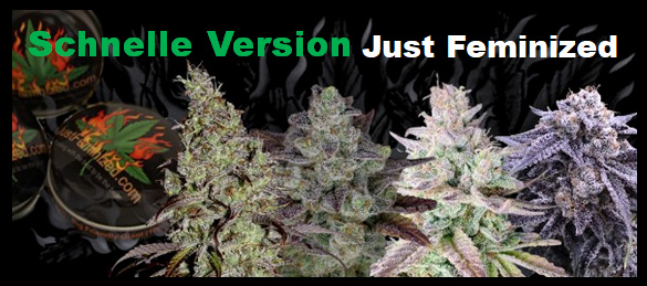 Gerade feminisierte Marihuanasorten der frühen Version - Cannabissamen der schnellen Version - Cannabissorten mit schneller Blüte
